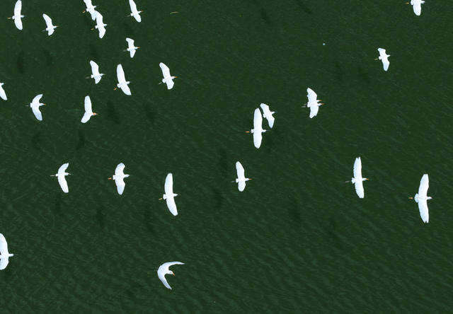 湖南桂东 候鸟迁徙 大幕 第二大千年鸟道