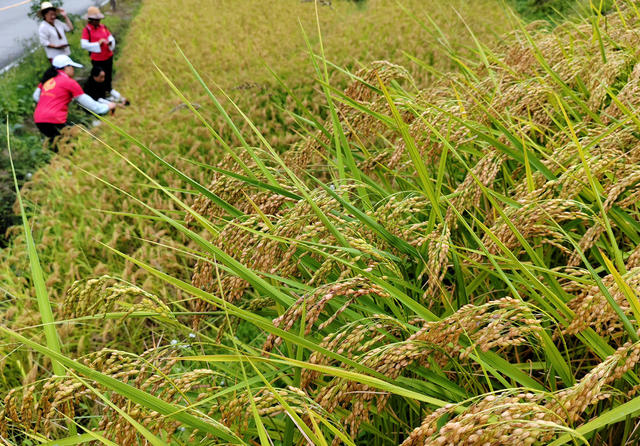 湖南桂东 “高山冷水米” 丰收 生态示范县