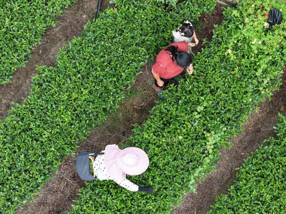 湖南桂东 秋日 采茶 玲珑茶