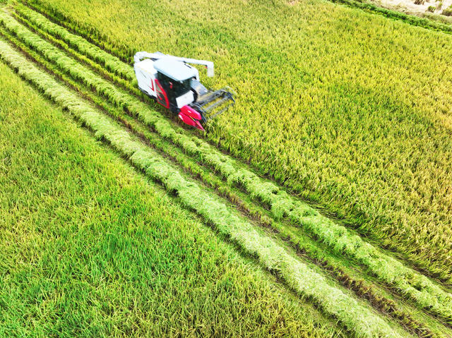 白露  农事  稻油轮作  水稻收获