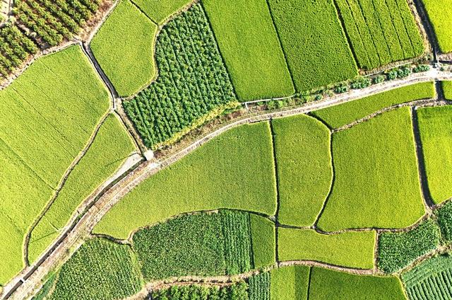 秋日田园诗意浓