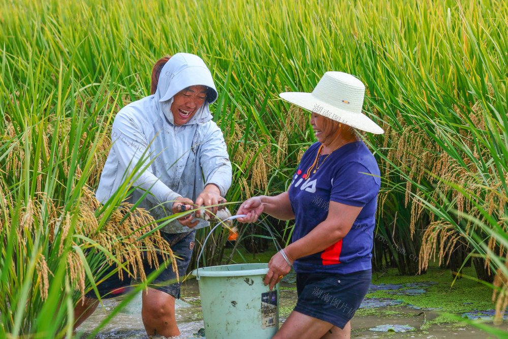 湖南，龙山，生态，种养，水稻，鱼，丰收，增收