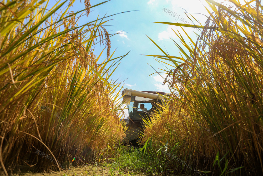 湖南，龙山，金秋，水稻，收割