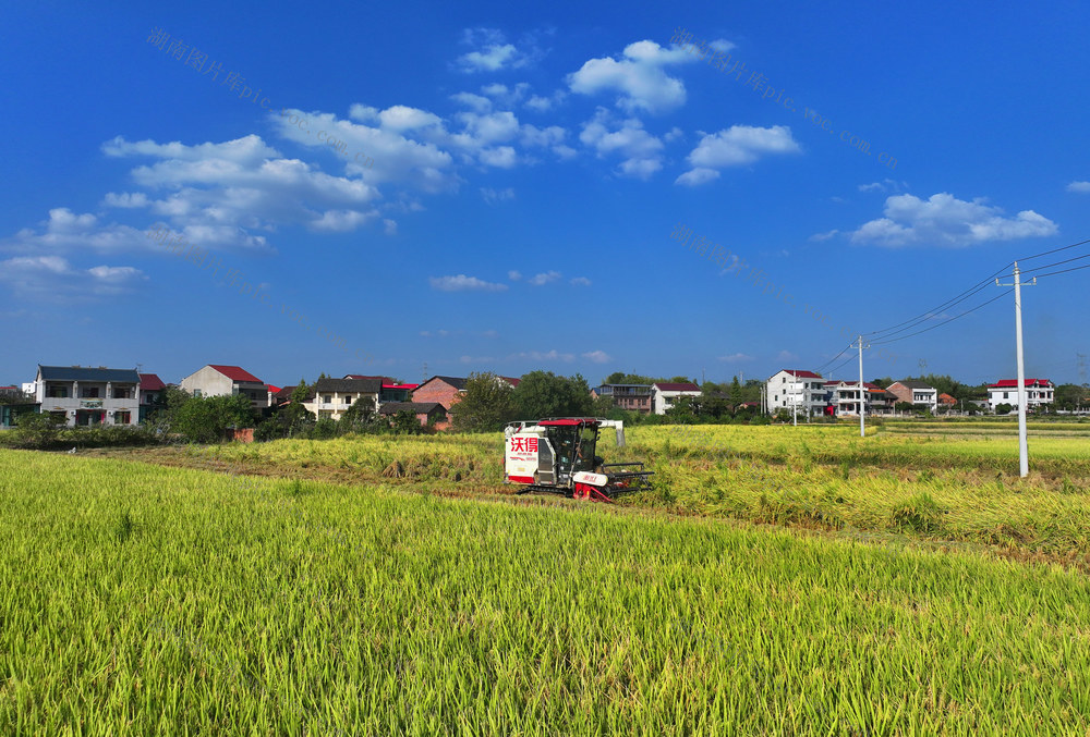 秋粮 稻谷 收割