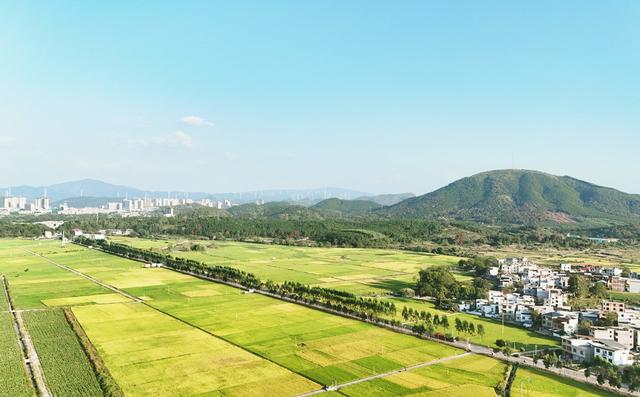 金秋稻田美如画