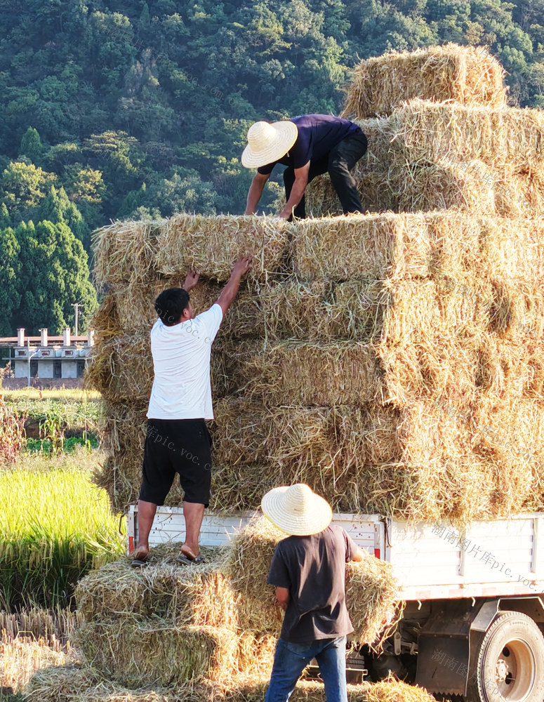 新田：稻草利用 变废为宝