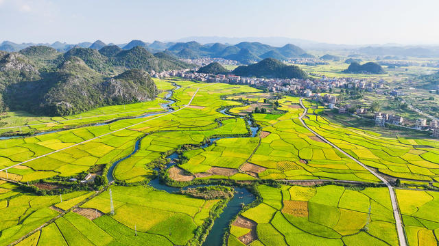水稻  丰收  稻浪  千重  画卷