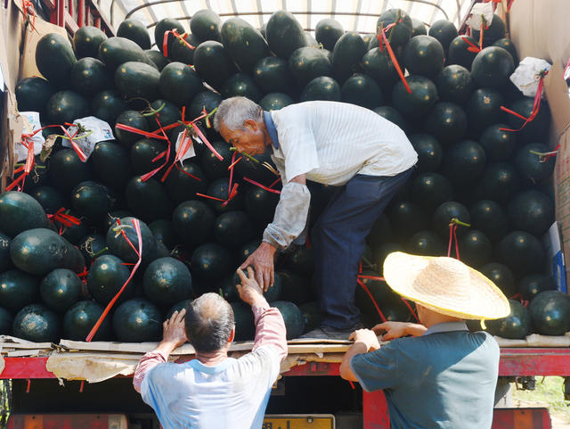 嘉禾：采收冬瓜 供应市场
