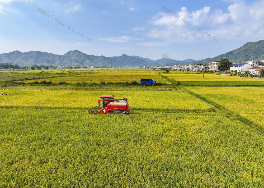 金秋  秋收  晚稻 晾晒  收割  装卸