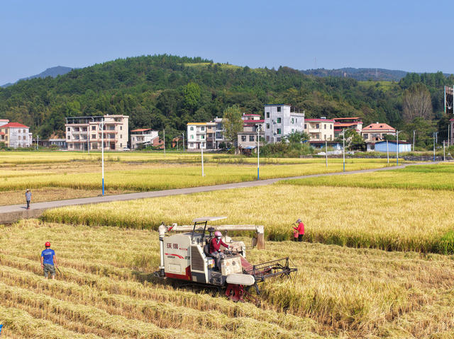 蓝山：秋收季  收割忙