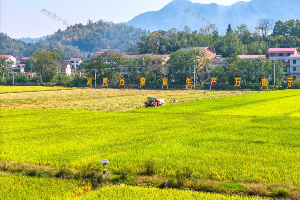 粮食生产  双季稻  晚稻  丰收  金秋  农机  颗粒归仓  示范