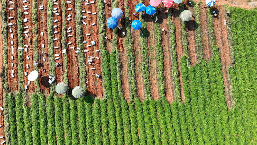 宁远 淮山 采挖 大湾区