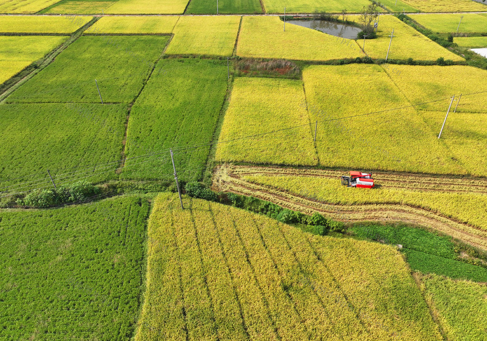 晚稻 收割 秋粮