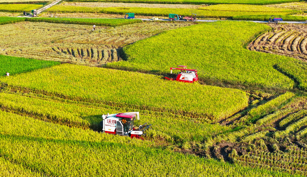 水稻  收割  丰收
