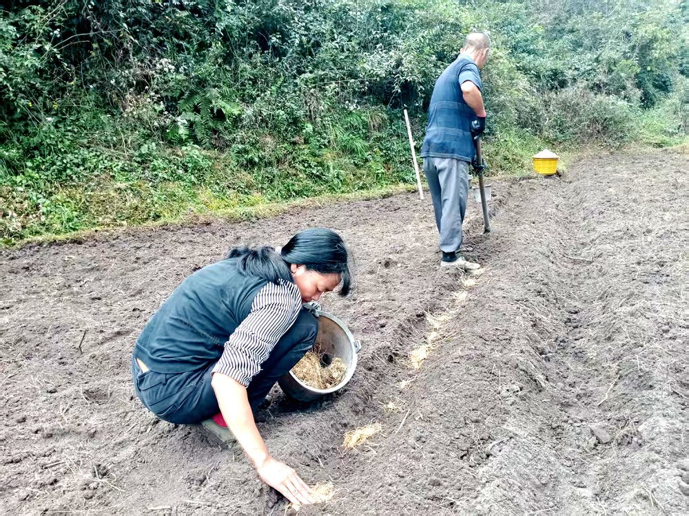 药材  种植 玉竹