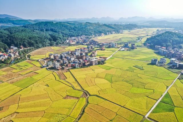 稻田 丰收 乡村 田园 风景