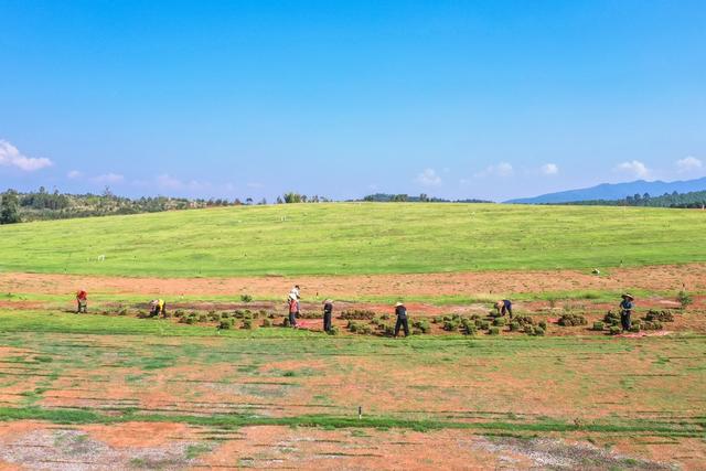 草皮 绿化 种植 农业 乡村