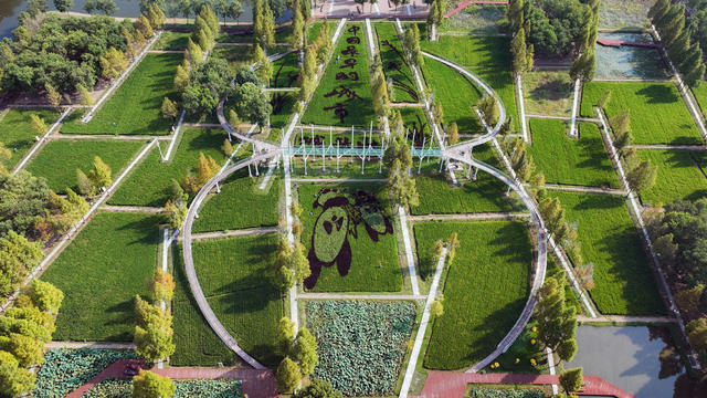 澧县稻田彩绘。杨翠辉摄于2025年9月7日