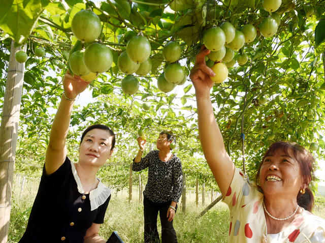嘉禾：百香果 致富果