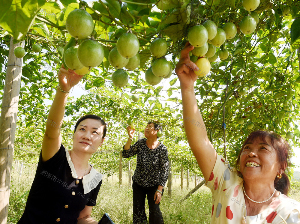 嘉禾：百香果 致富果