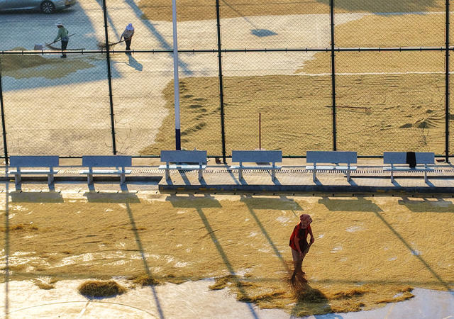 嘉禾：乡村晒秋忙