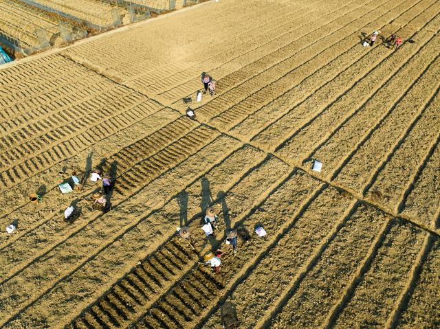 百合 乡村振兴 种植 岩科村 产业发展