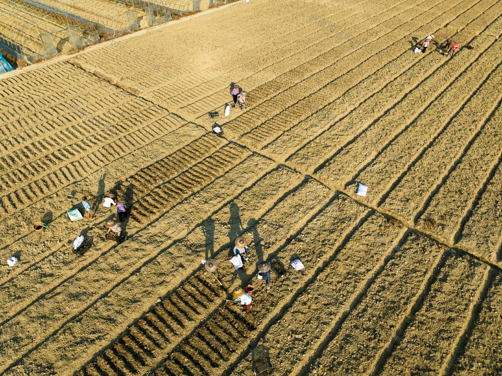 百合 乡村振兴 种植 岩科村 产业发展