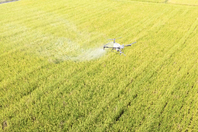 涟源 新农人 无人机 水稻 粮食 科技 智慧 高效