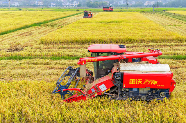 粮食生产  晚稻  收割