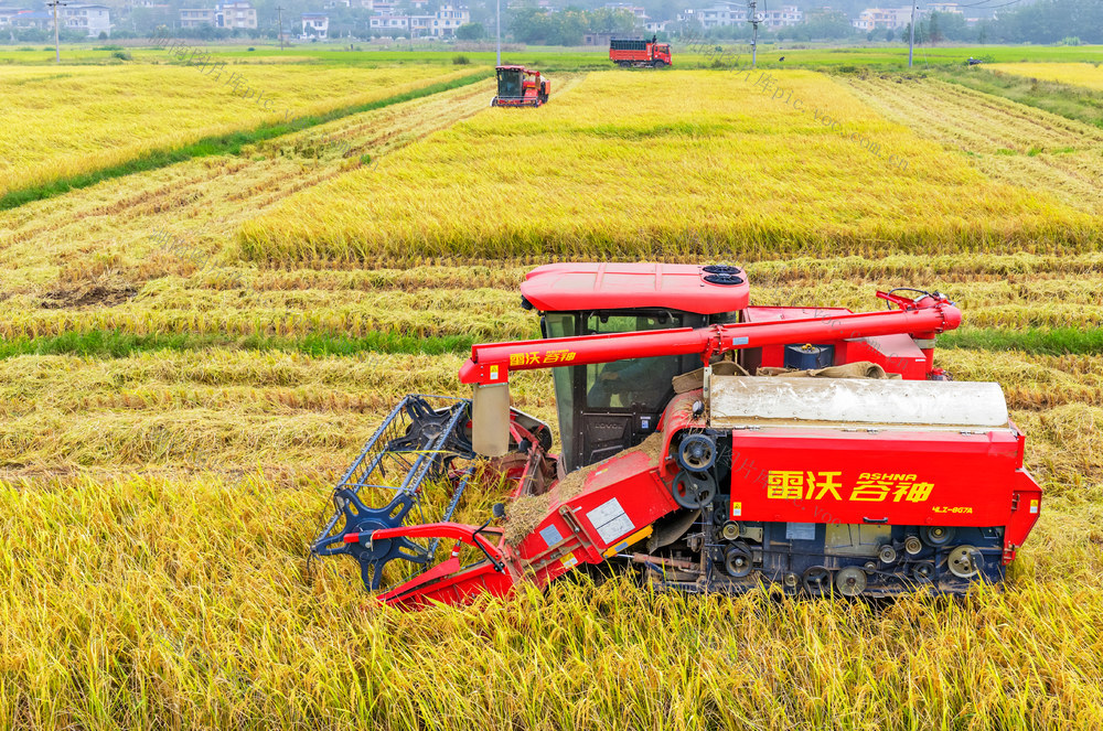 粮食生产  晚稻  收割