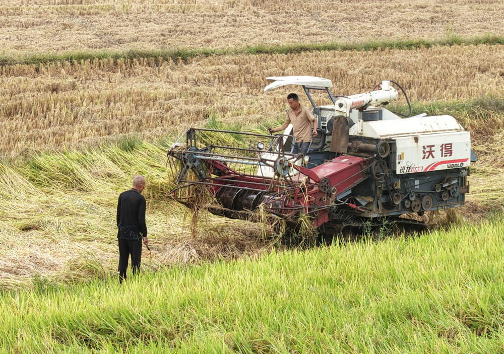 嘉禾：农机服务  抢收晚稻