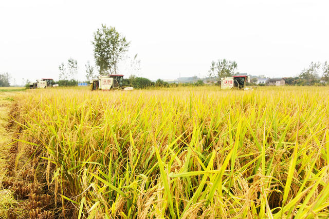 世界粮食日  水稻  晚稻  收割机