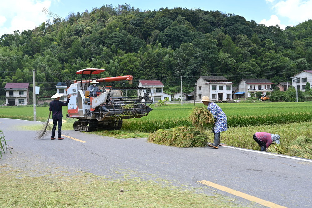 再 生 稻 头 季 