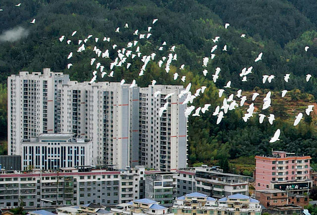 湖南桂东 人 鸟 家园 生态画卷