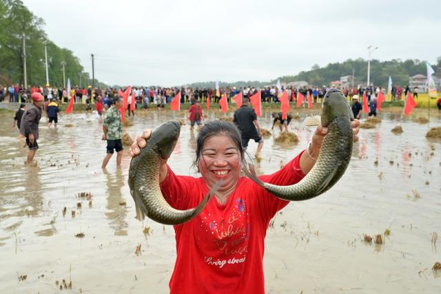 文旅  传统  嘉年华  晚稻  丰收  农耕