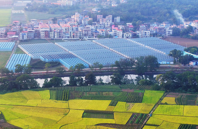 嘉禾：产业兴 乡村美