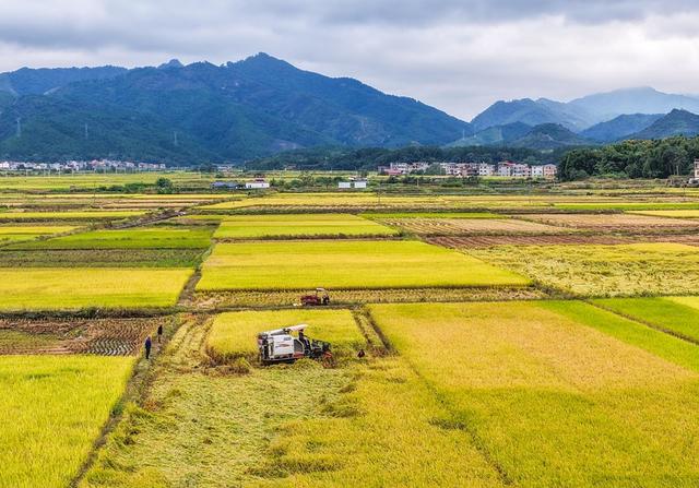 湖南道县：迎战阴雨天 晚稻抢收忙