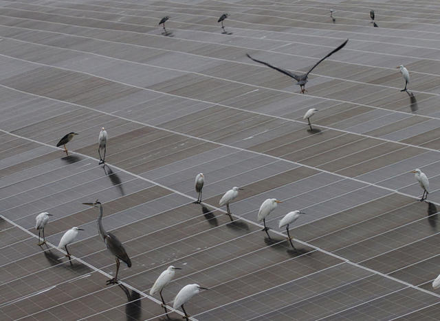 库区生态美 白鹭舞翩跹