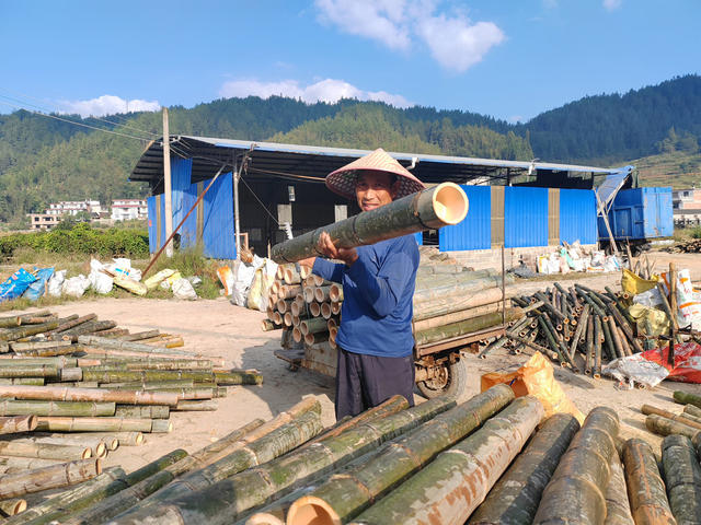 湖南桂东 楠竹 家 致富路