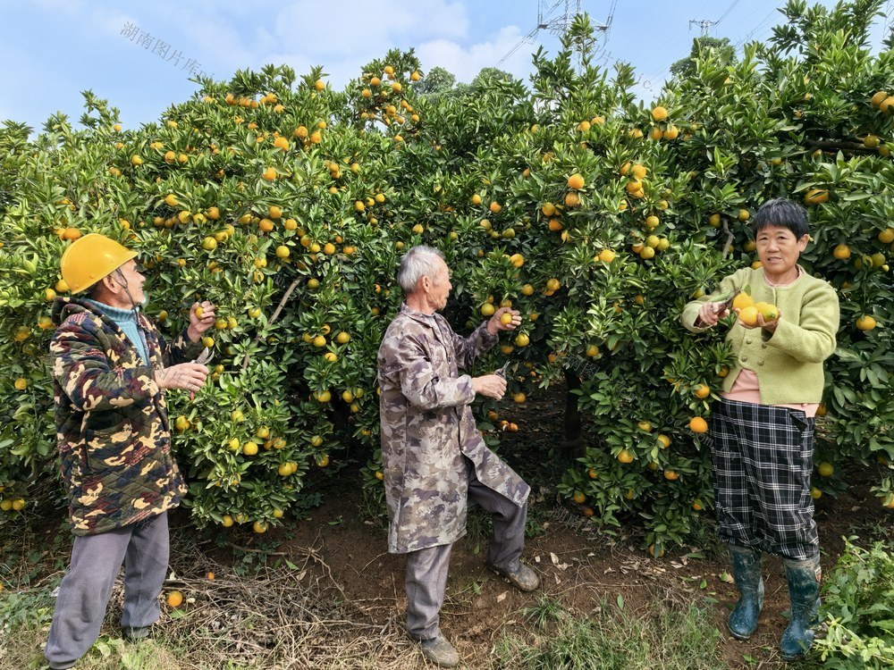 农业  柑橘   丰收喜悦