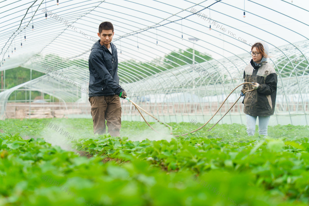 农业 霜降将至 农事忙 草莓 特色产业 乡村振兴