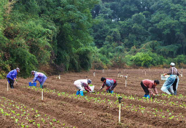 嘉禾：霜降时节 农事忙