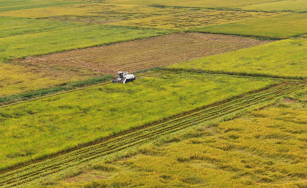 晚稻 收割 霜降 农事 农时