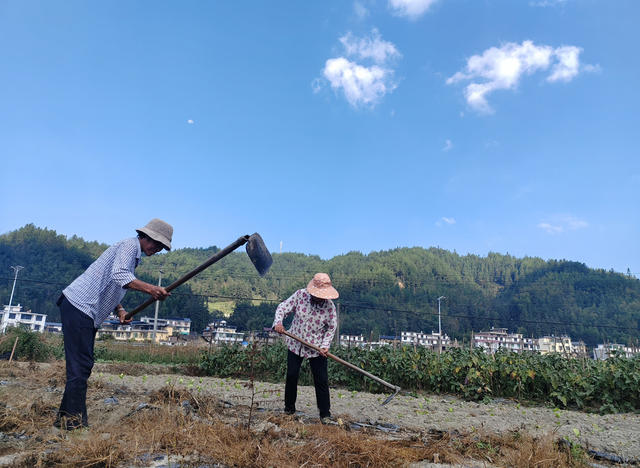 湖南桂东 秋种 冬闲田 村民