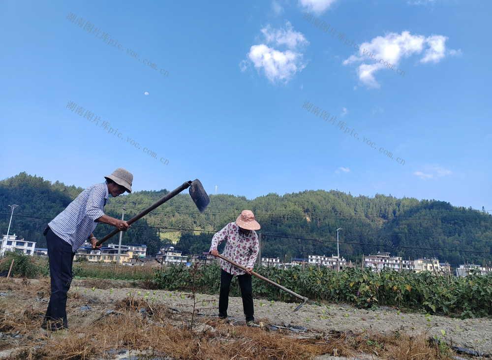 湖南桂东 秋种 冬闲田 村民