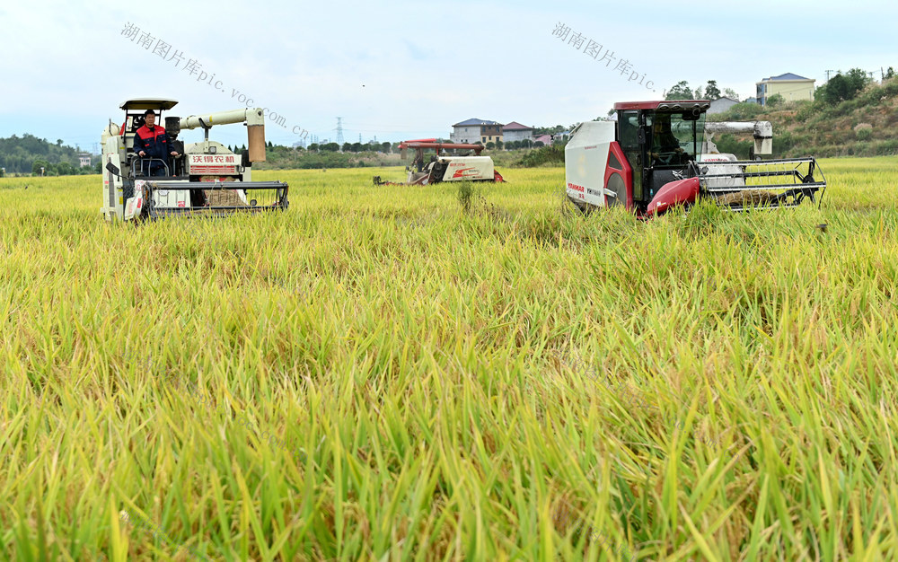 霜降，二十四节气，秋收，稻谷，水稻，农机，收割，农时，农事，忙碌，农业，收割机