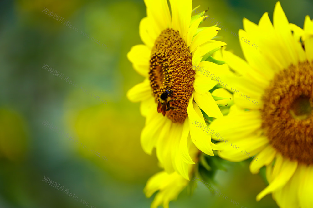 向日葵  泸溪  产业  花  乡村