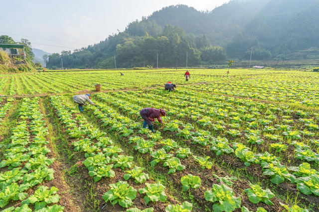 管护白菜    发展蔬菜经济