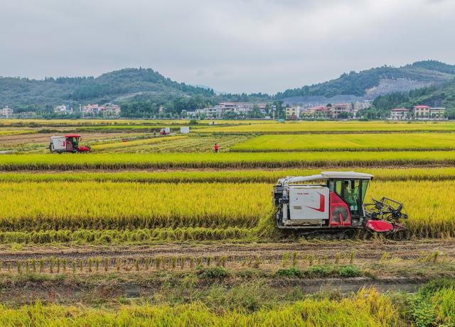 湖南道县：霜降至 农事忙