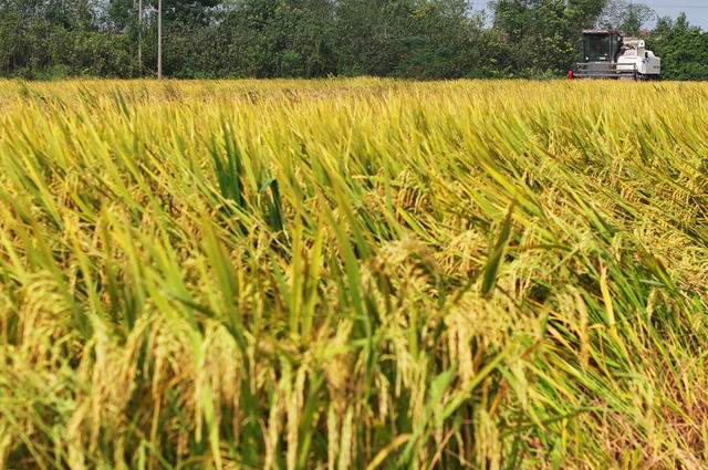 霜降 农事 农时  晚稻 收割